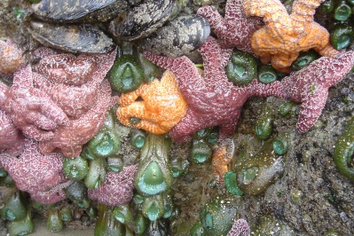 I came around a rock at Lincoln City, OR, and found this rainbow of sea creatures...