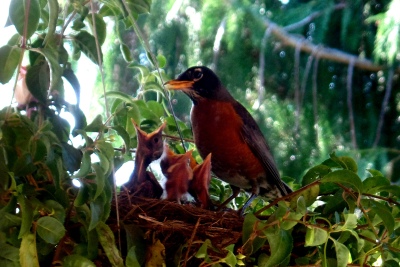 Mama Robin and babies on our porch. (Karen Molenaar Terrell)