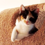 Clara in her Cat Fort