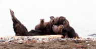 Otters in Bellingham