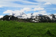 Shuksin and a Mountain Meadow