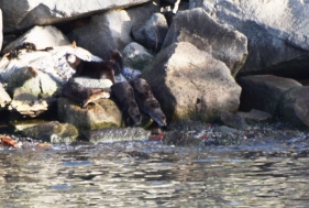 Otters on the Rocks