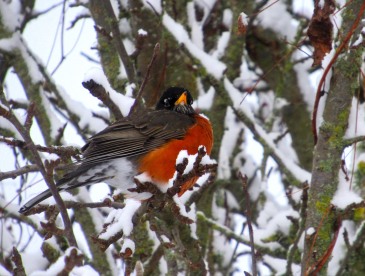 robin in snowy tree this one