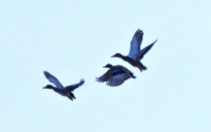 three ducks flying this one