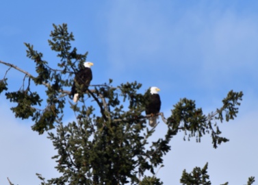 two eagles in tree